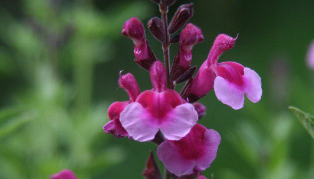 Salvia gregii Icing Sugar