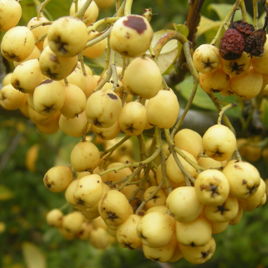 Cotoneaster ‘Rothschildianus’ 3L 5023242208305