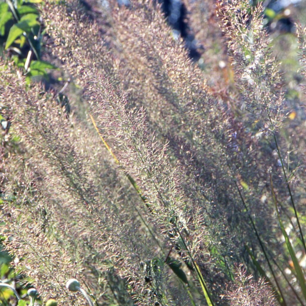 Calamagrostis acutiflora ‘Overdam’ 2L 5023242258546