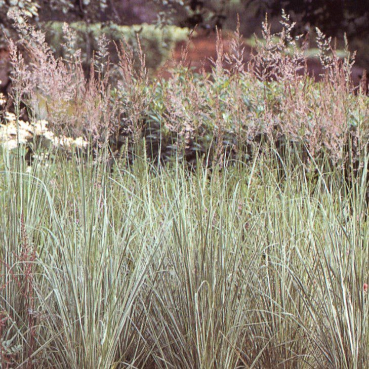 Calamagrostis acutiflora ‘Overdam’ 2L 5023242258546