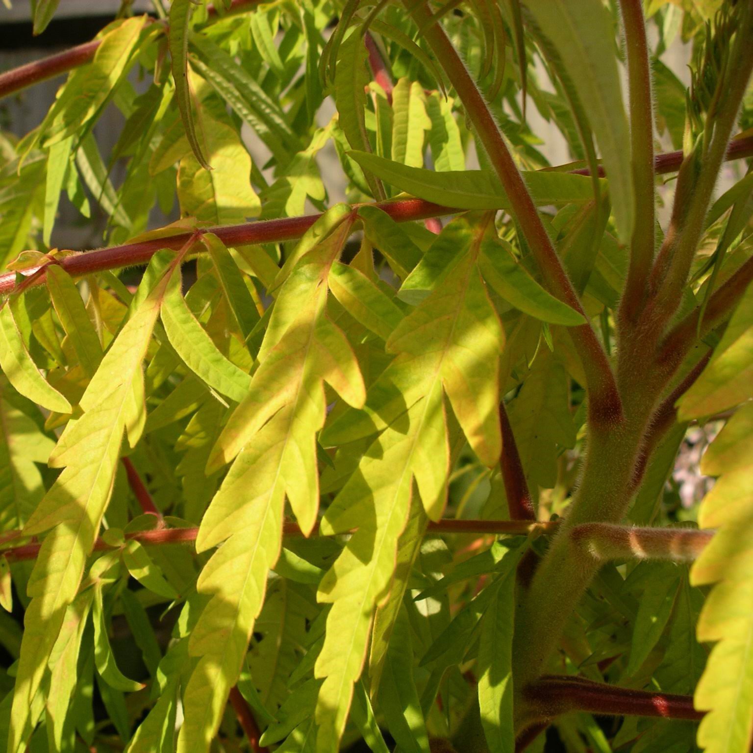 Rhus typhina ‘Tiger Eyes’ 3L 5023242310725