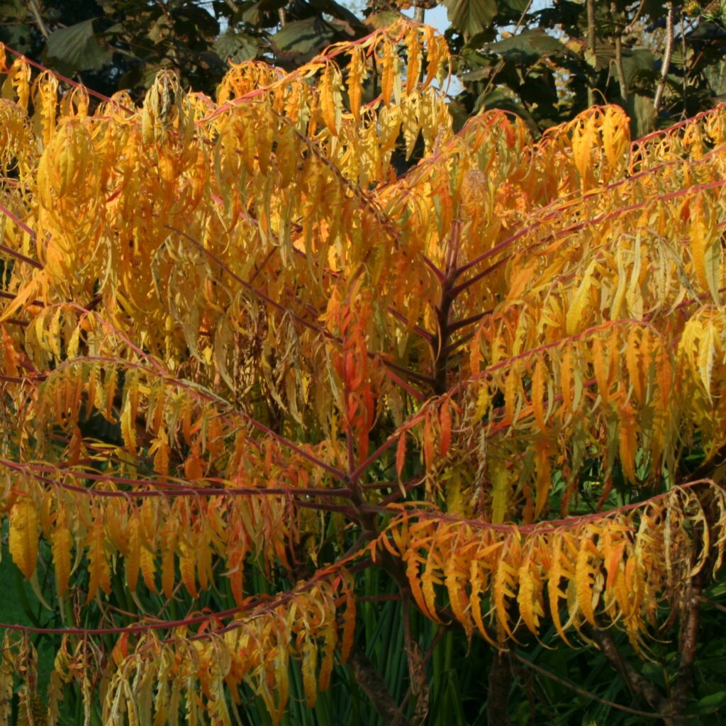 Rhus typhina ‘Tiger Eyes’ 3L 5023242310725