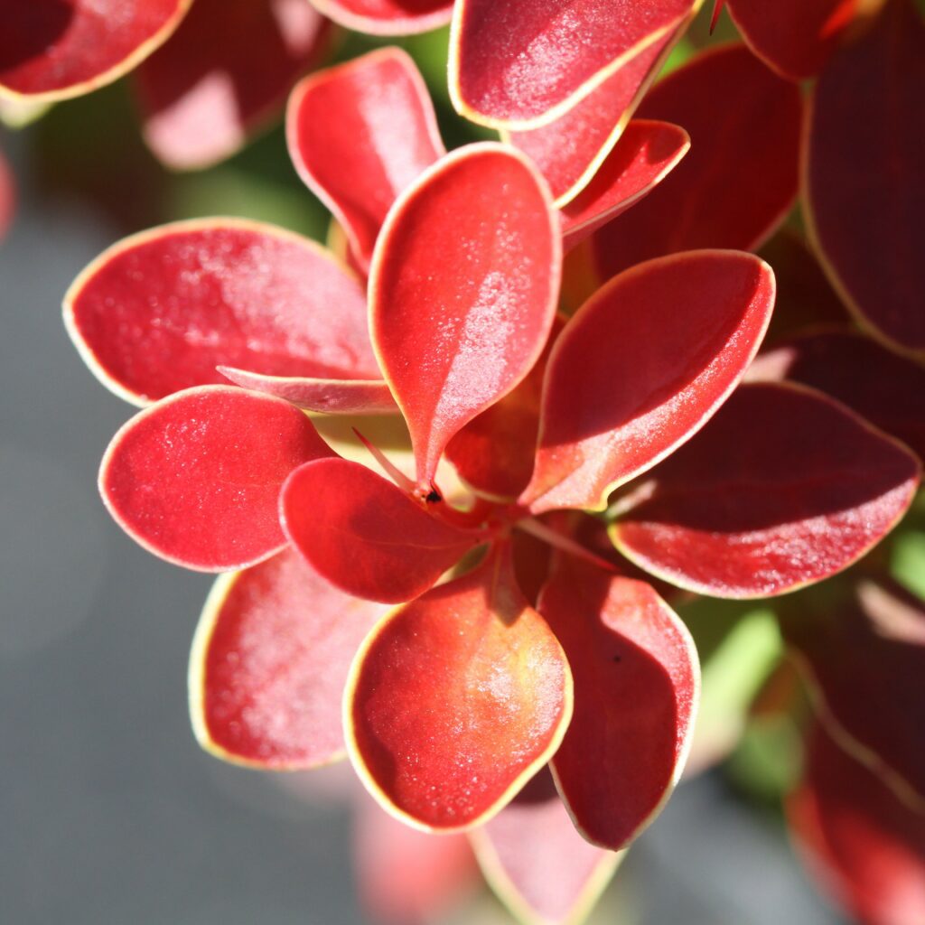 Berberis thunbergii ‘Admiration’ 3L 5023242344621