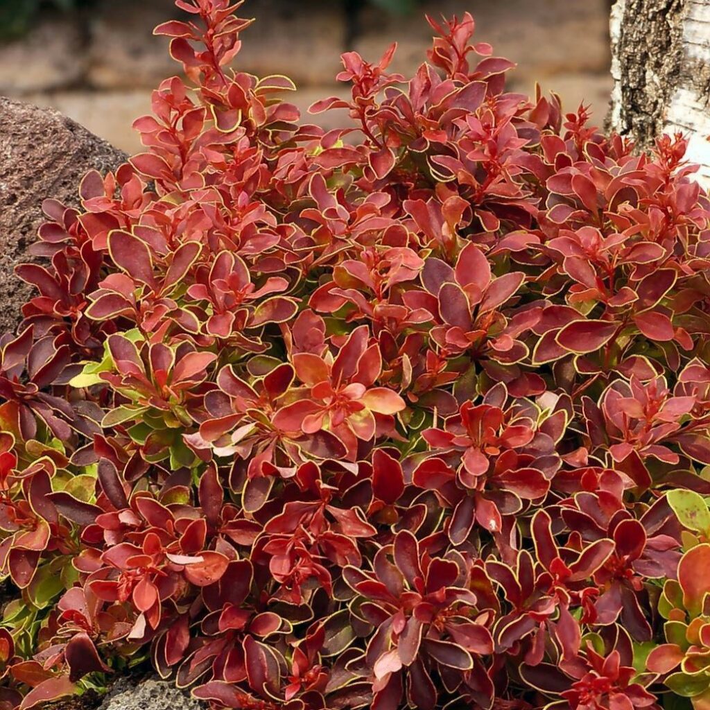 Berberis thunbergii ‘Admiration’ 3L 5023242344621