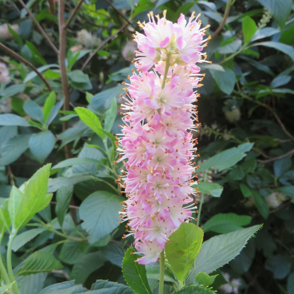 Clethra alnifolia ‘Pink Spires’ 3L 5023242388007