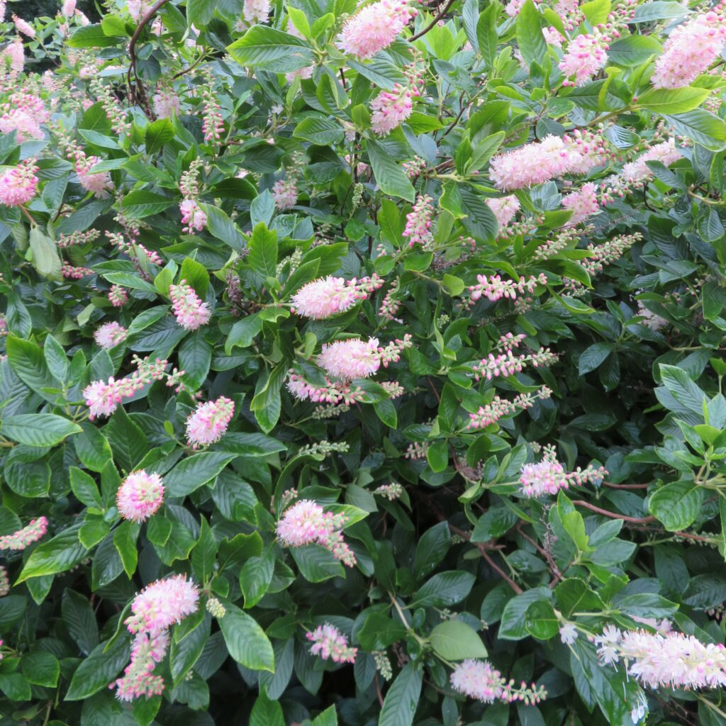 Clethra alnifolia ‘Pink Spires’ 3L 5023242388007