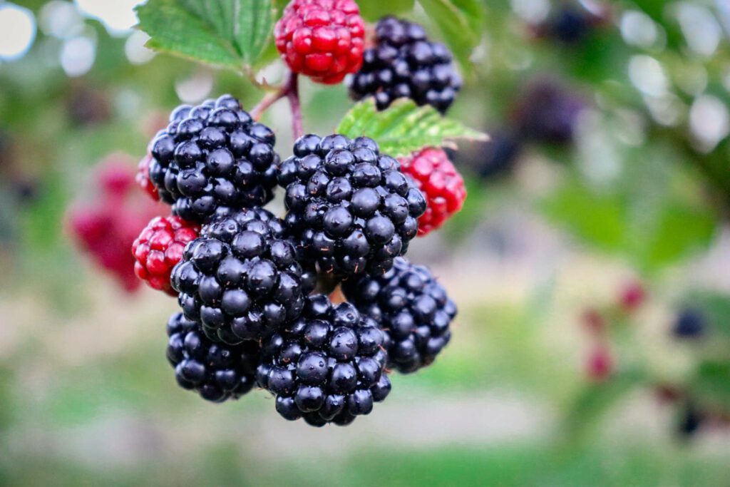 blackberries on a bush ready to be harvested scaled