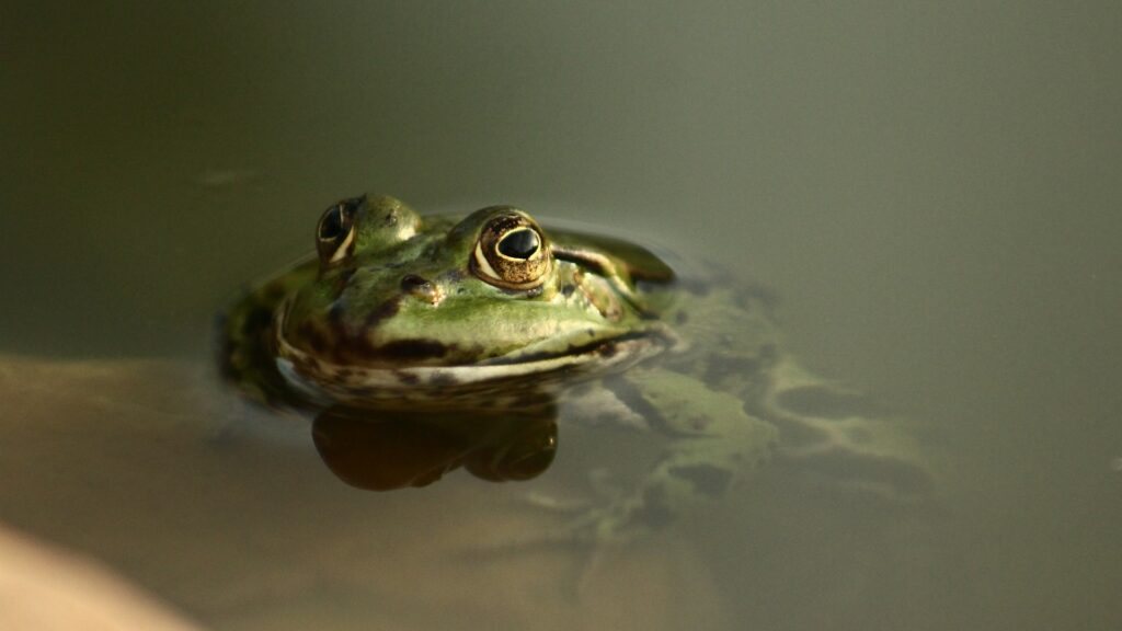 frog mostly submerged in water