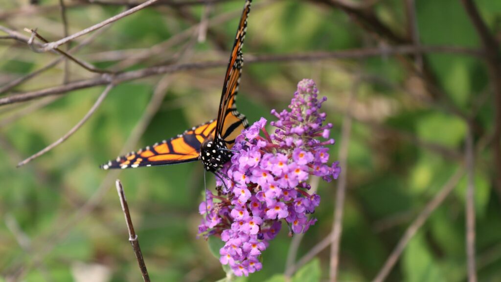 monarch butterfly on a butterfly bush