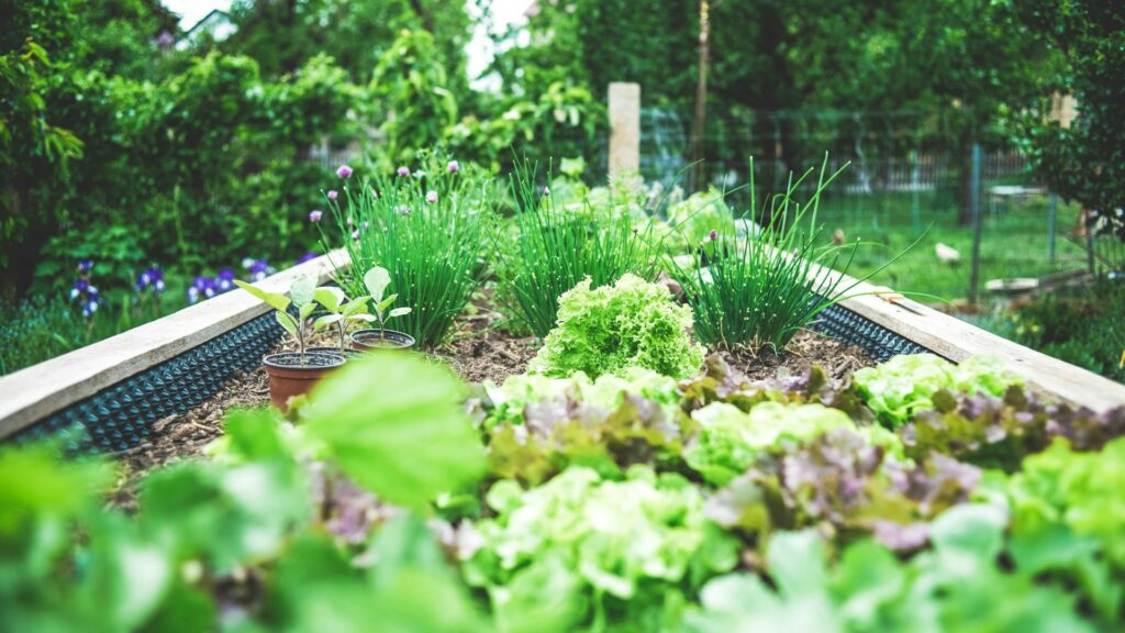 outdoor herb garden in a raised bed