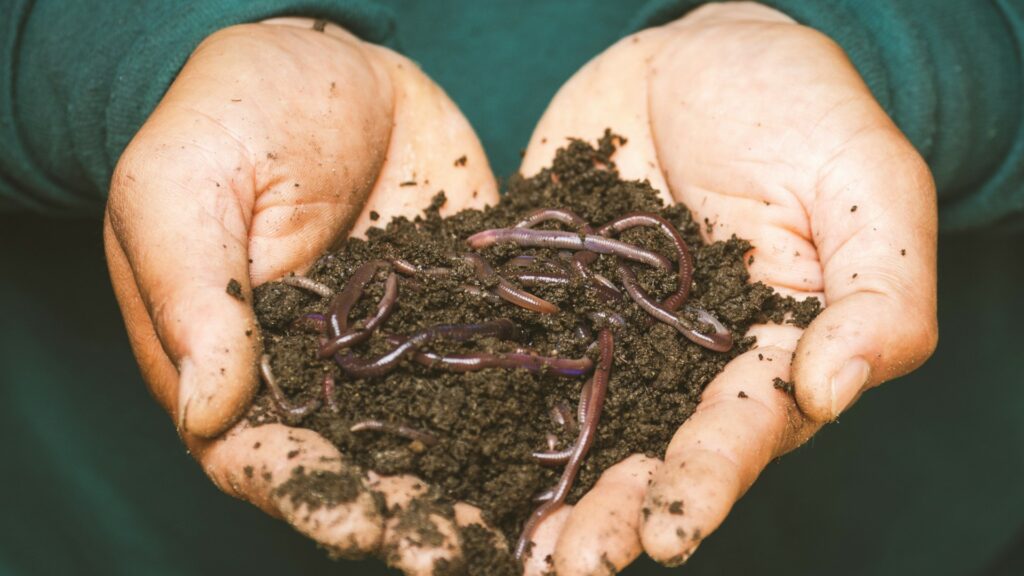 two hands holding dirt full of worms