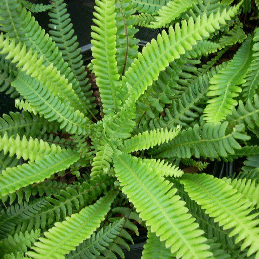 Blechnum spicant 2L 5023242392776