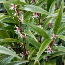 Sarcococca hookerania ‘Purple Gem’ 2L