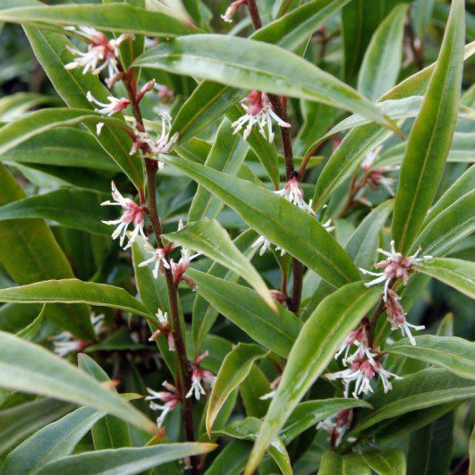 Sarcococca hookerania ‘Purple Gem’ 2L 5023242393896