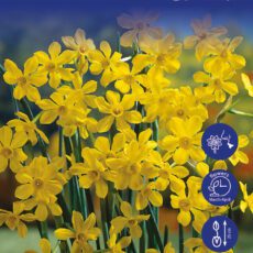 Daffodil Bulbs Baby Moon