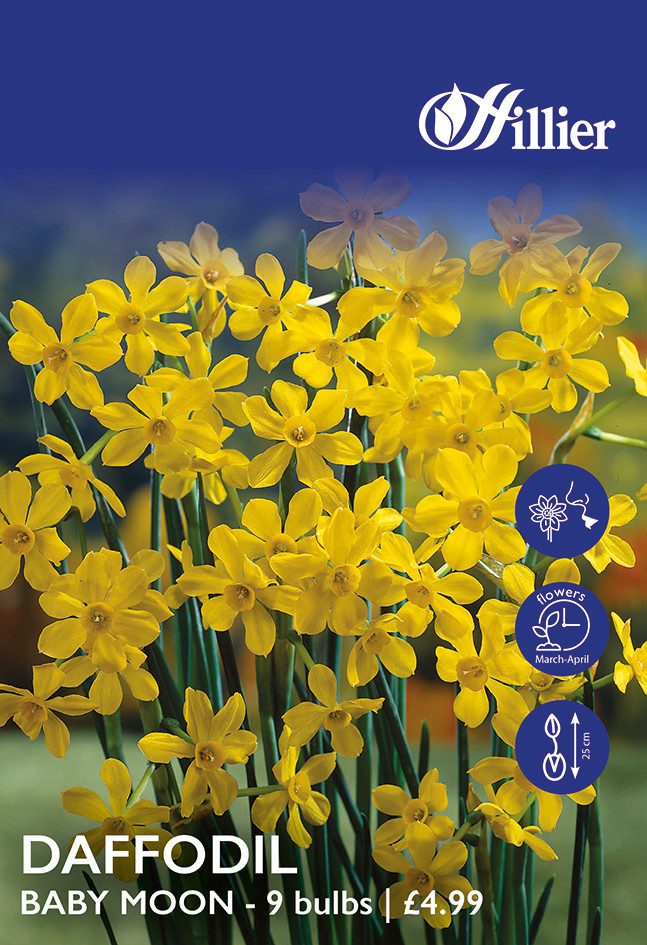 Daffodil Bulbs Baby Moon 8718641995075