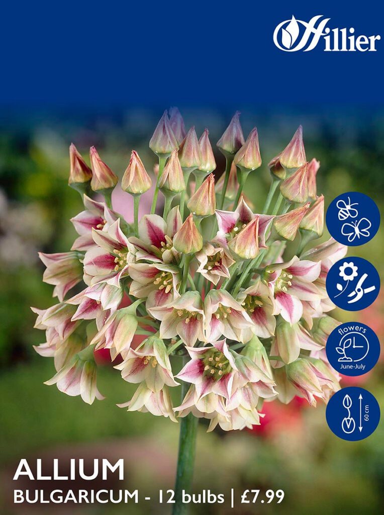 Allium Bulbs Bulgaricum 8718641995792