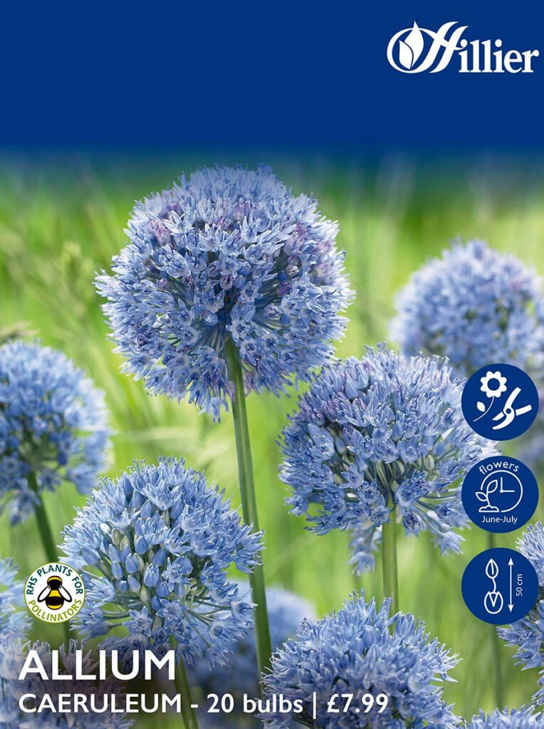 Allium Bulbs Caeruleum 8718641995808