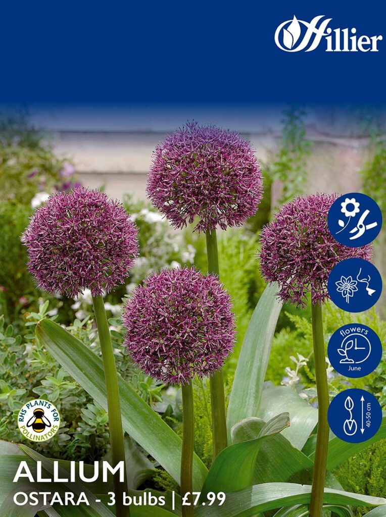 Allium Bulbs Ostara 8718641995839