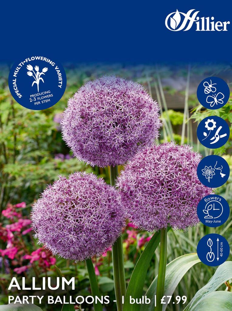 Allium Bulbs Party Balloons 8718641995846