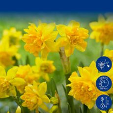 Daffodil Bulbs Tete Boucle