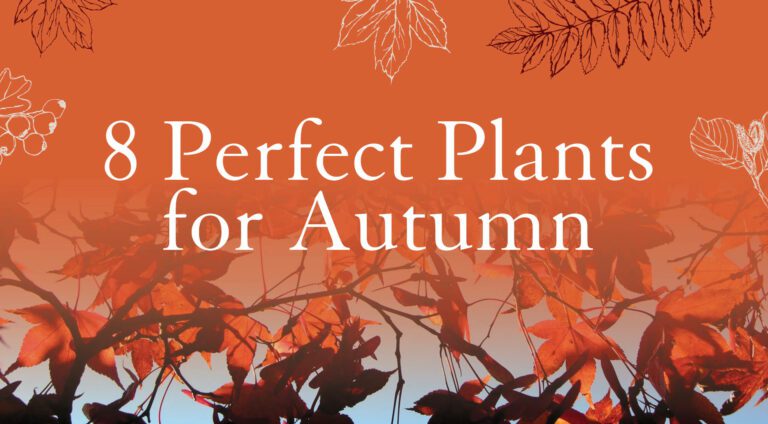 eight perfect plants for autumn banner