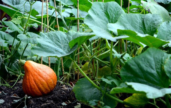 pumpkin growing in a pumpkin patch with foliage