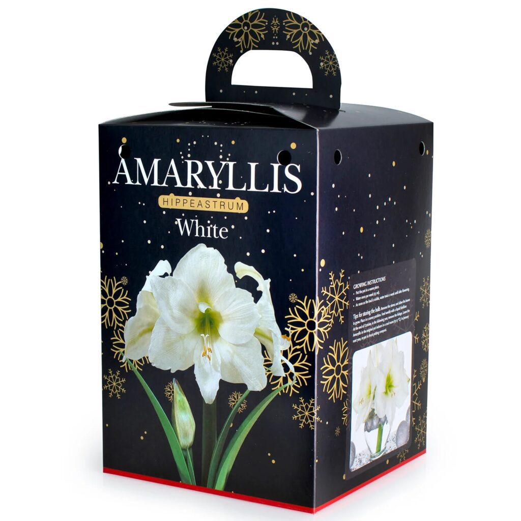 Amaryllis White Bulb Gift Set 8711148237563