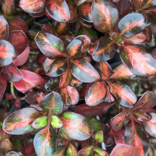 Coprosma repens ‘Glowing Embers’ 3L 5023242997438