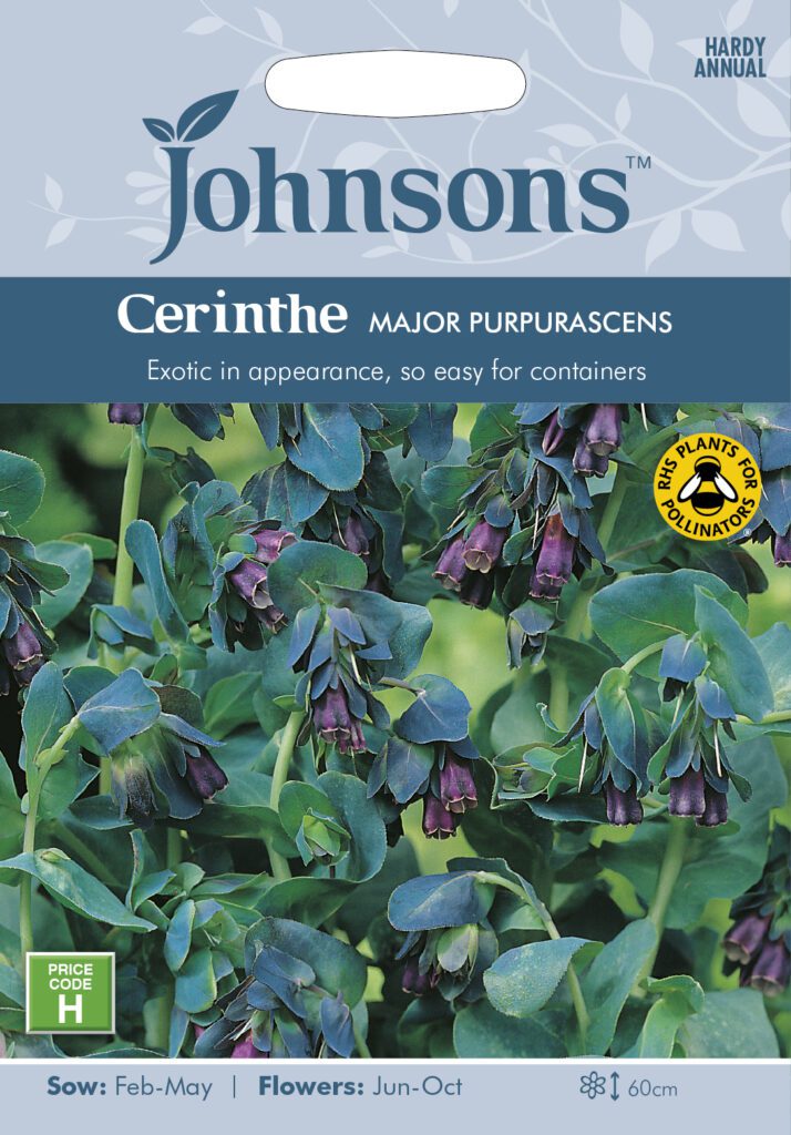 Johnsons Cerinthe Major Purpurascens Seeds 5010931100057