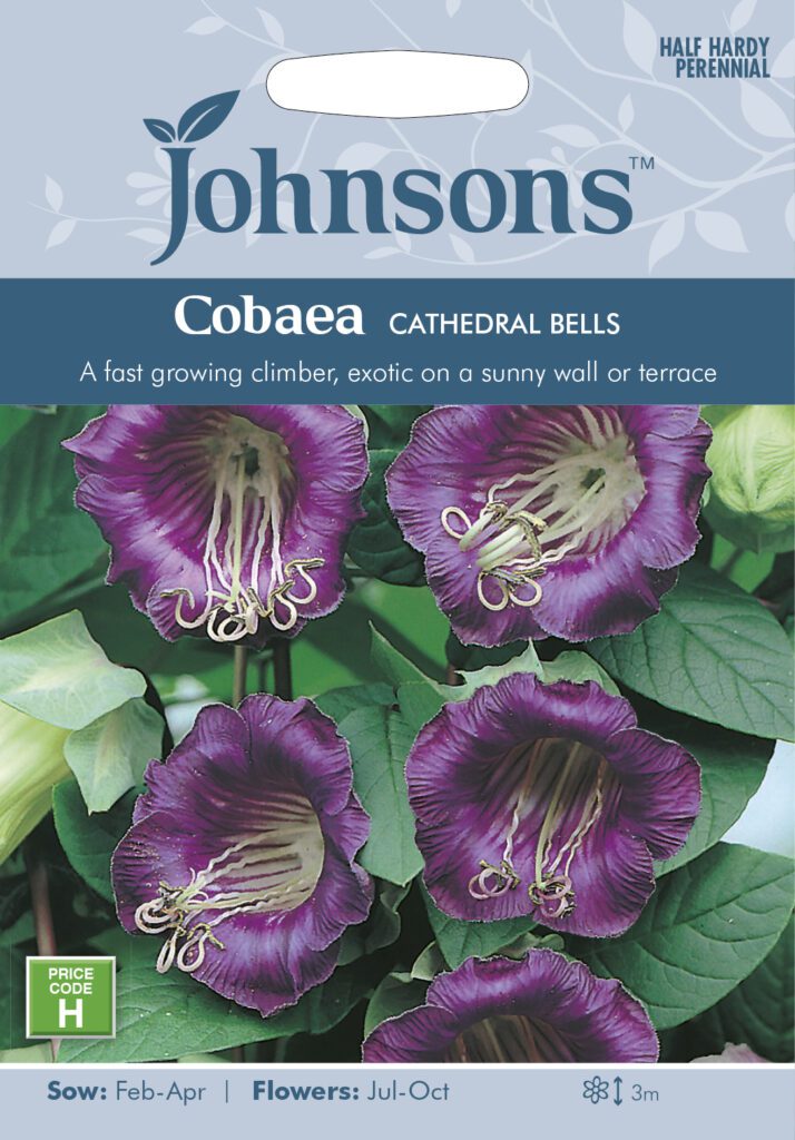 Johnsons Cobaea Cobaea Cathedral Bells Seeds 5010931101726