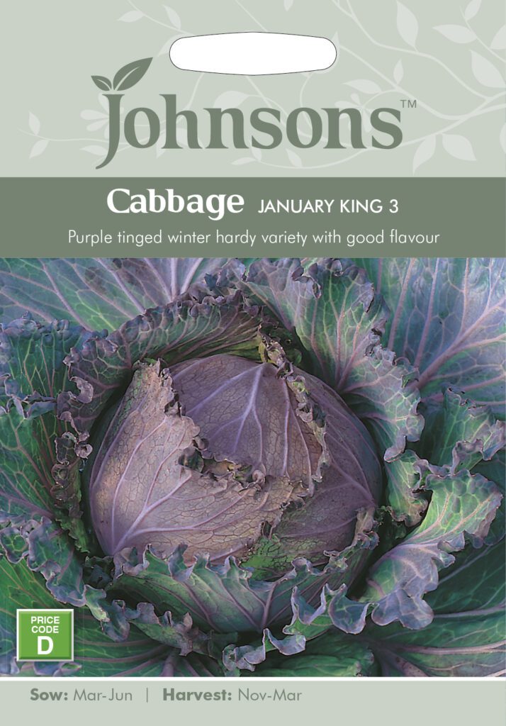 Johnsons Cabbage January King Seeds 5010931142934