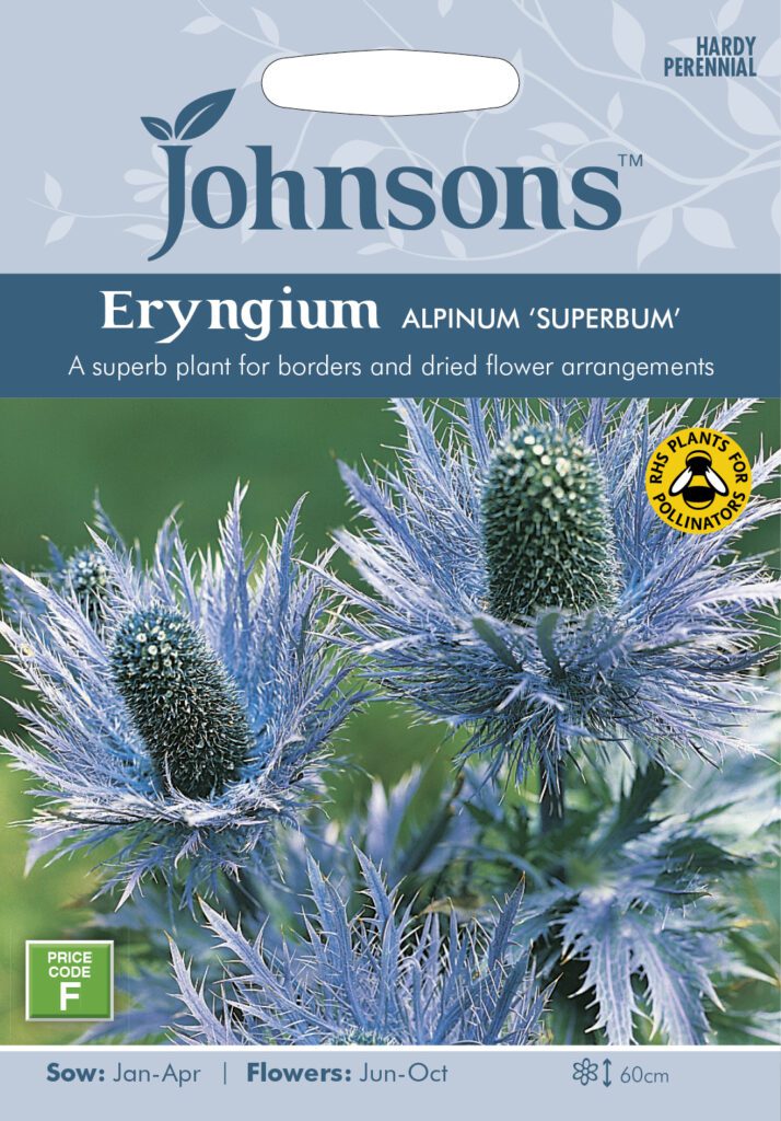 Johnsons Eryngium Alpinum Superbum Seeds 5010931224814