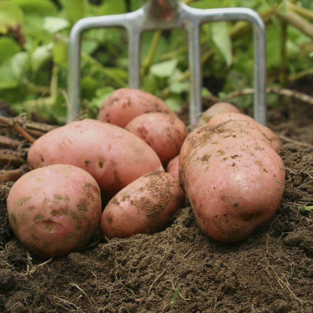 Red Duke Of York Seed Potatoes 5015882110773