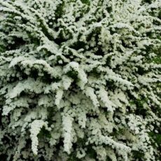 5023242182865 Spiraea nipponica Snowmound