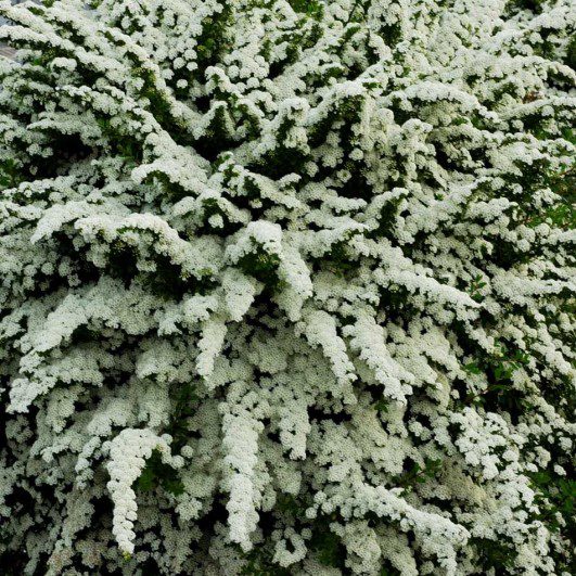 Spiraea nipponica ‘Snowmound’ 3L 5023242182865