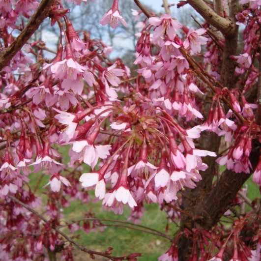 Prunus incam ‘Okame’ 3L 5023242352633