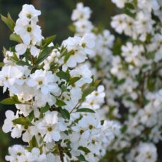 5023242388212 Exochorda racemosa Blushing Pearl