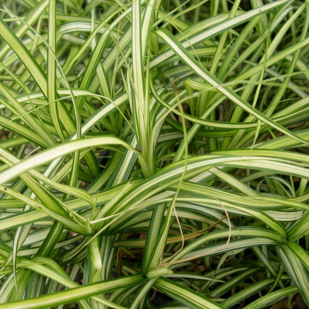 Carex oshimensis ‘Evergold’ 2L 5023242028842