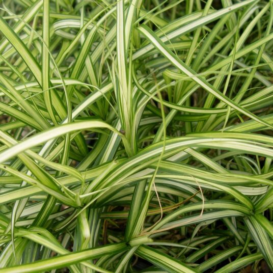 5023242394336 Carex oshimensis Evergold