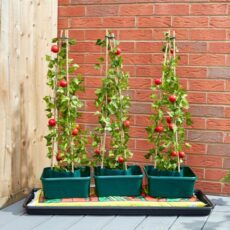 5050642060387 Tomato Gro Box Triple Pack