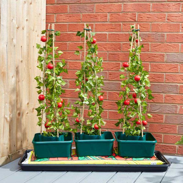 GroZone Tomato Grow Boxes Pack of 3 5050642060387
