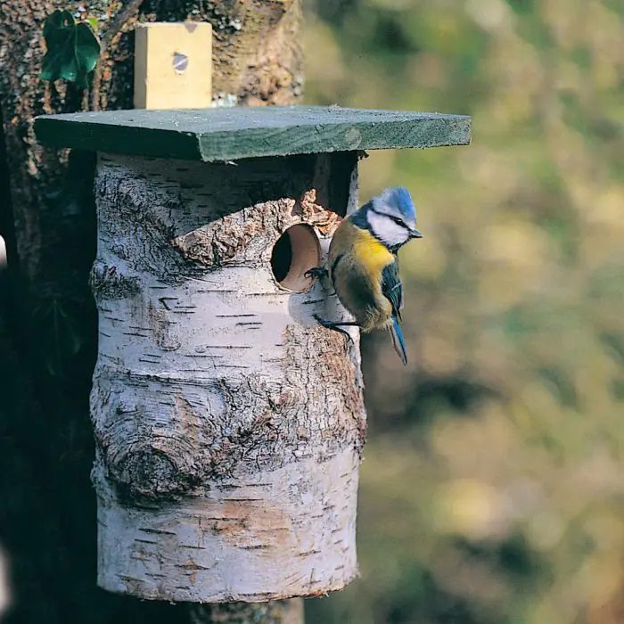 National Trust 32mm Hole Birch Log Bird Box 5051054257341