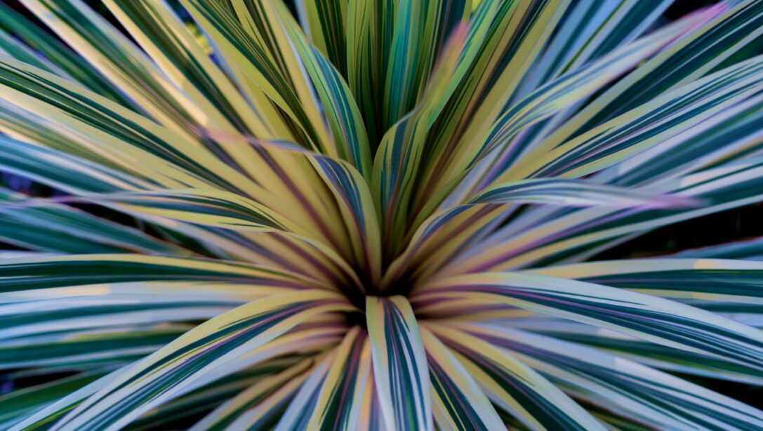Close up of the leaves of a Cordyline Torbay Dazzler