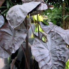 5023242393216 1 Colocasia esculenta Black Coral