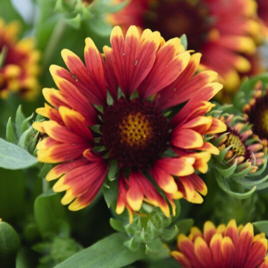 5023242998640 1 Gaillardia Spintop Orange Halo