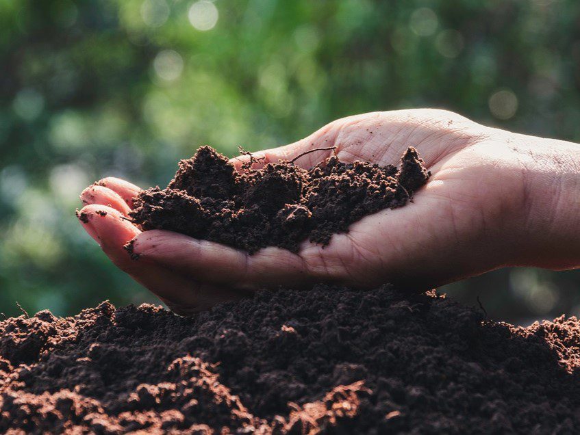 Hand holding soil in the hands for planting with copy space for insert text.