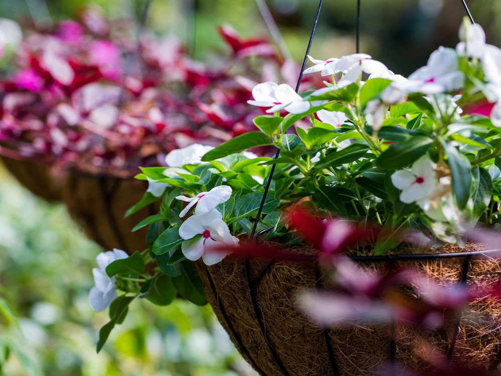 Hanging Baskets