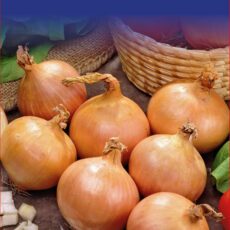 5015882014620 Onion Autumn Champion