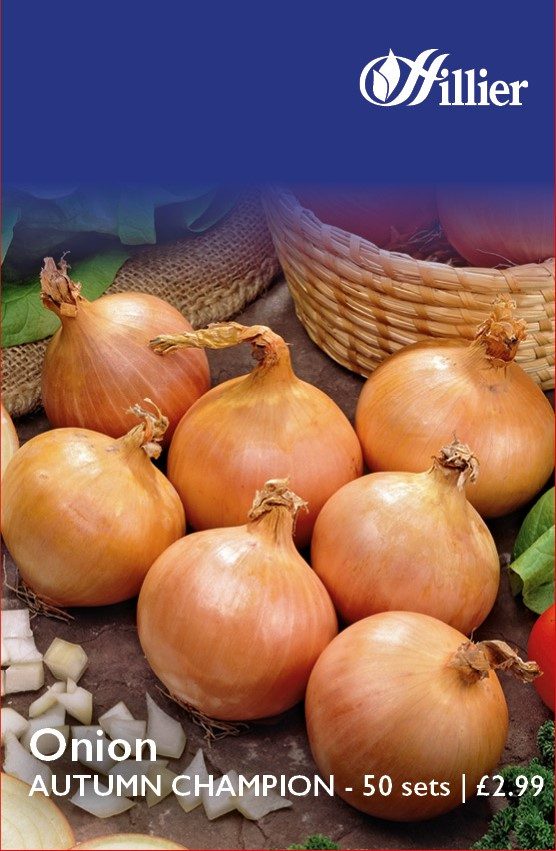 5015882014620 Onion Autumn Champion